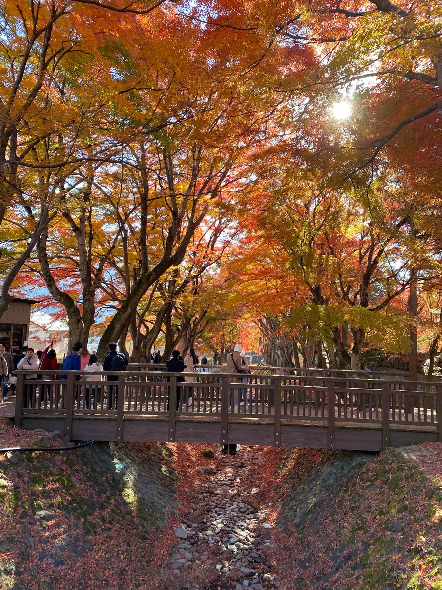 河口湖楓葉迴廊 | 去趣 chicTrip