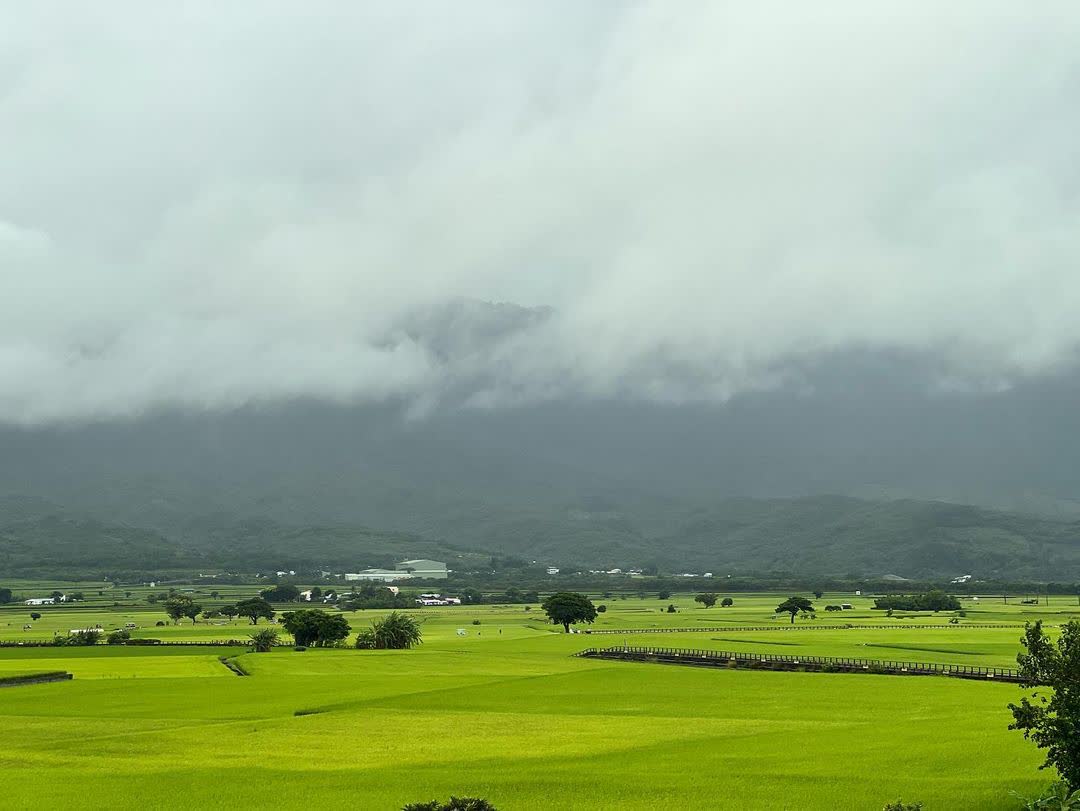 奉茶樹 金城武樹 | 去趣 chicTrip
