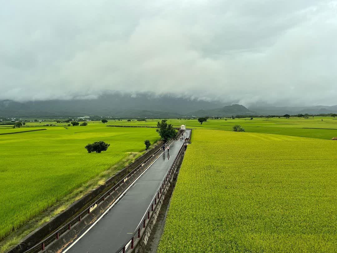 奉茶樹 金城武樹 | 去趣 chicTrip