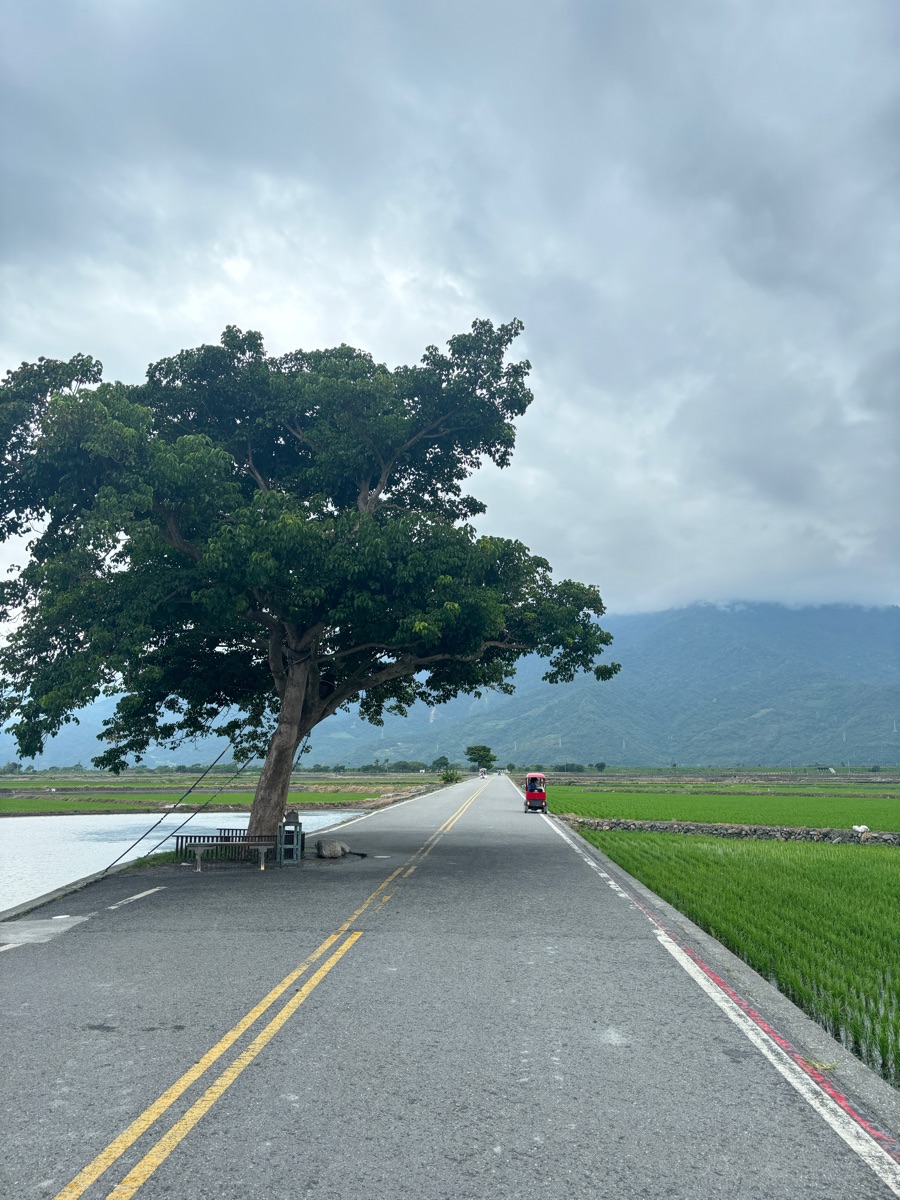 奉茶樹 金城武樹 | 去趣 chicTrip