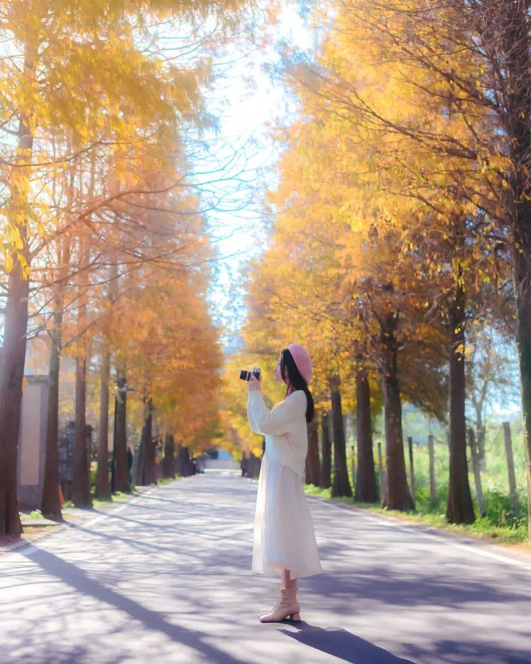 落羽松大道 | 去趣 chicTrip