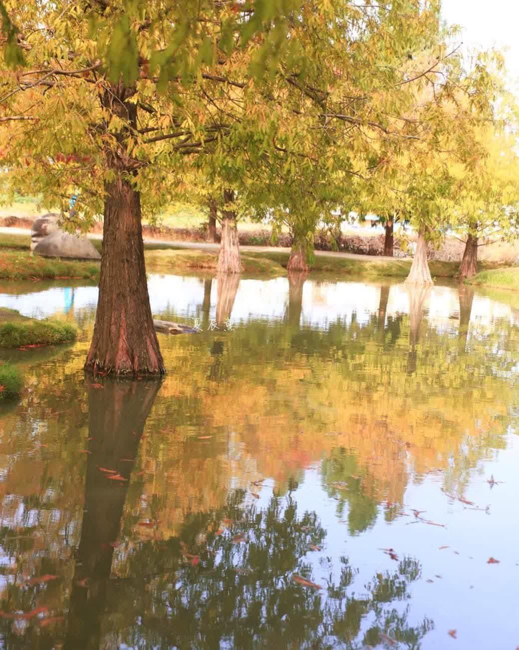 青埔落羽松秘境 | 去趣 chicTrip