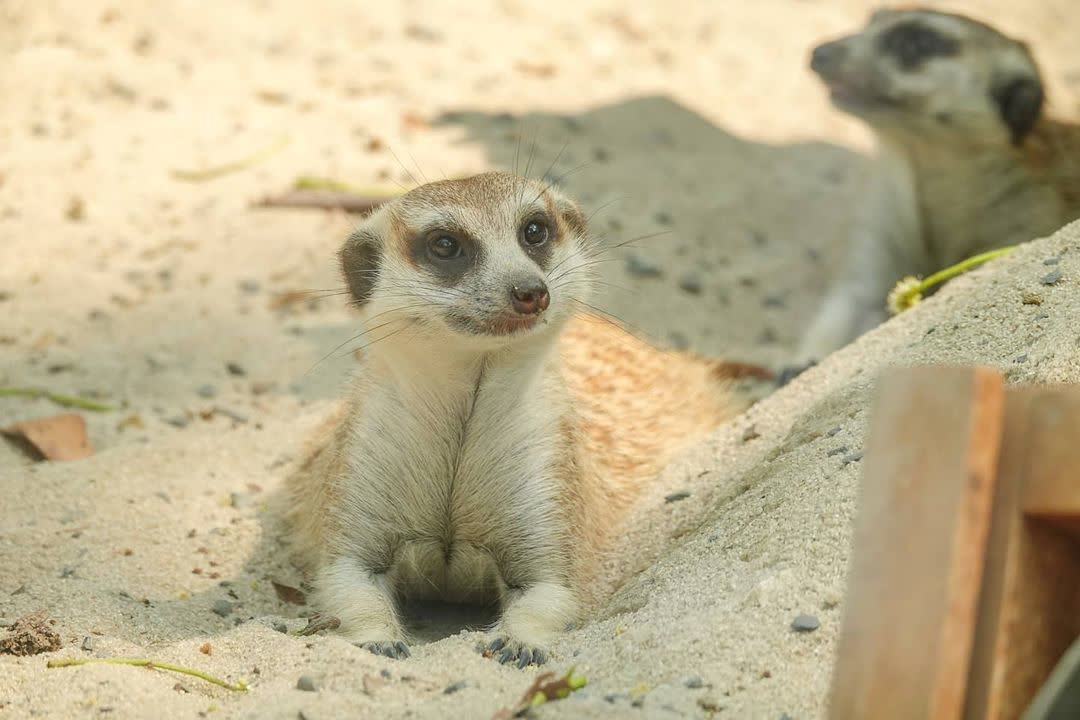 壽山動物園 | 去趣 chicTrip