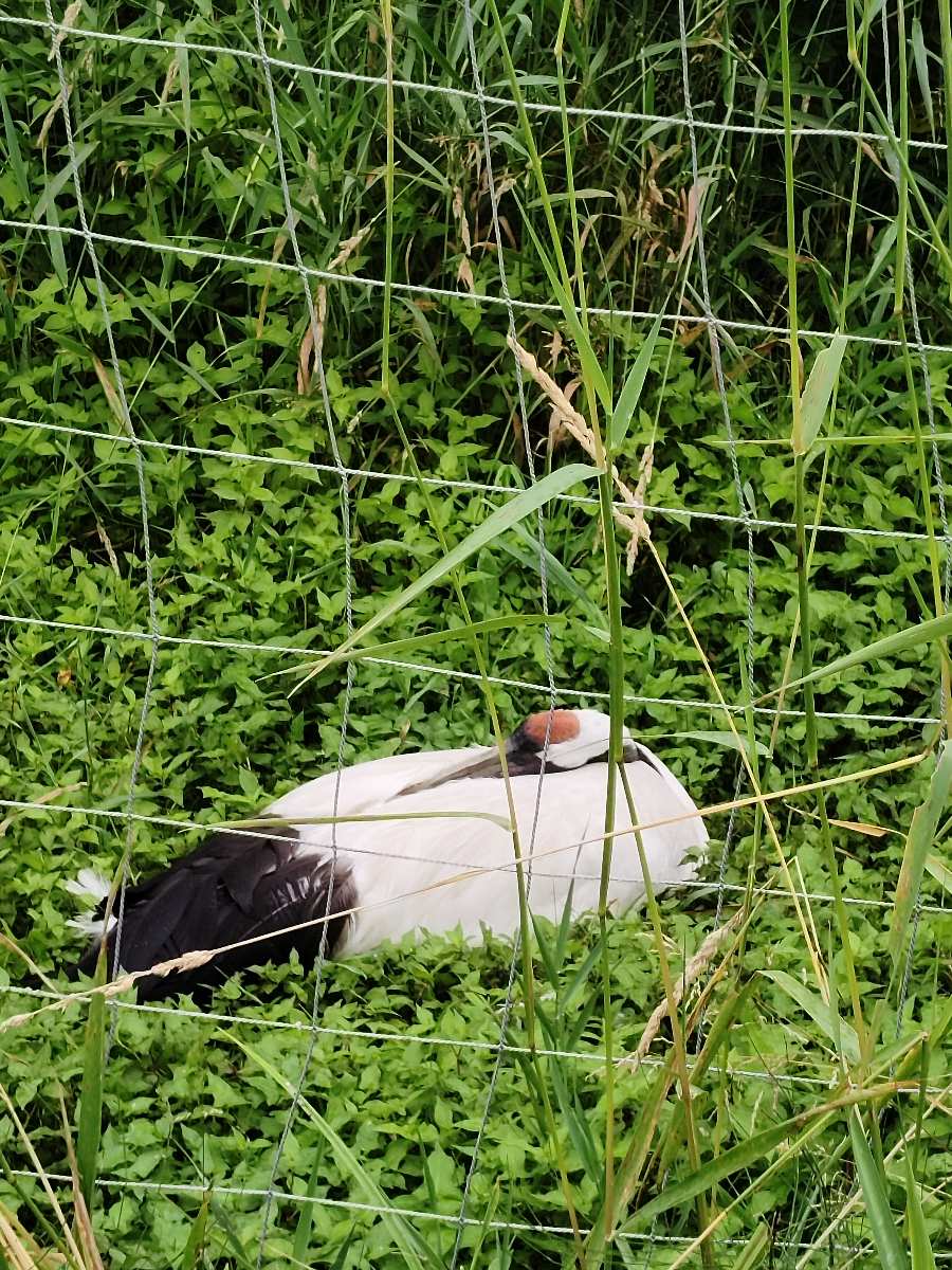 釧路市丹頂鶴自然公園 | 去趣 chicTrip