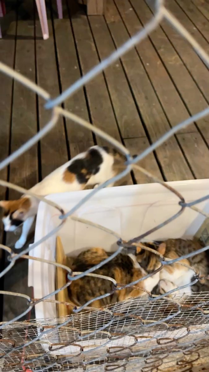 阿里山初日 | Alishan Sunrise | 去趣 chicTrip