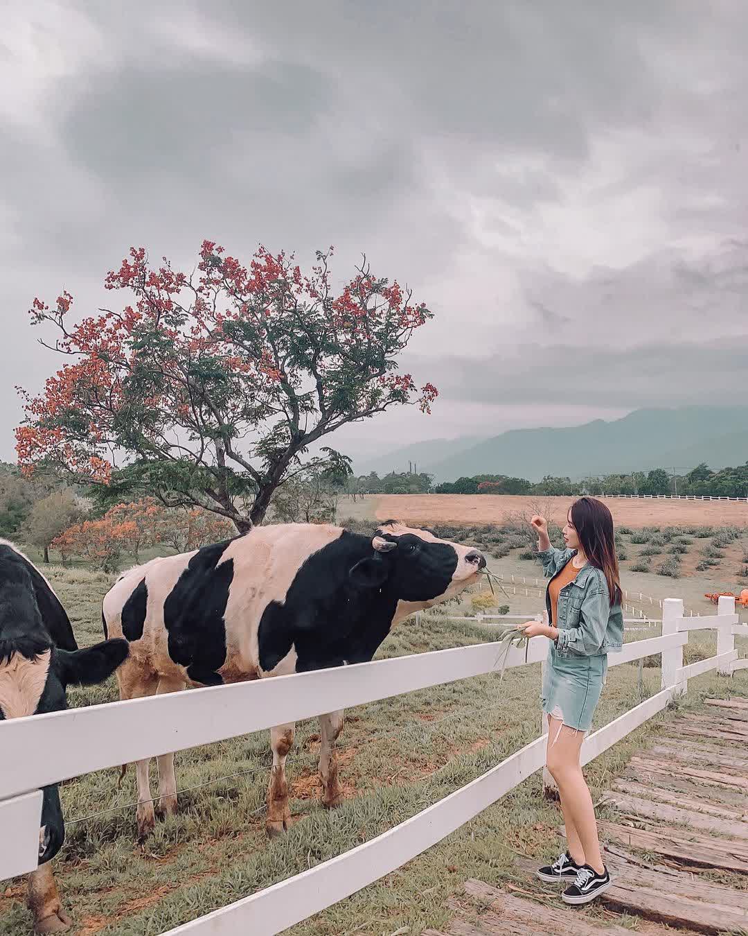 初鹿牧場 | 去趣 chicTrip