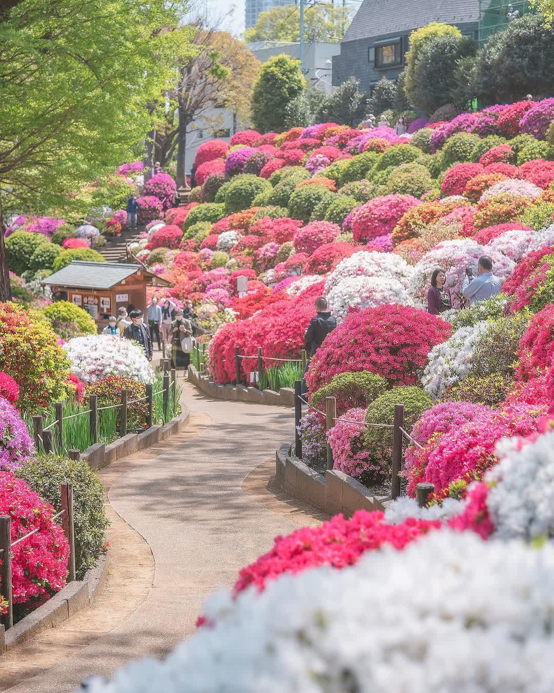 根津神社 | 去趣 chicTrip