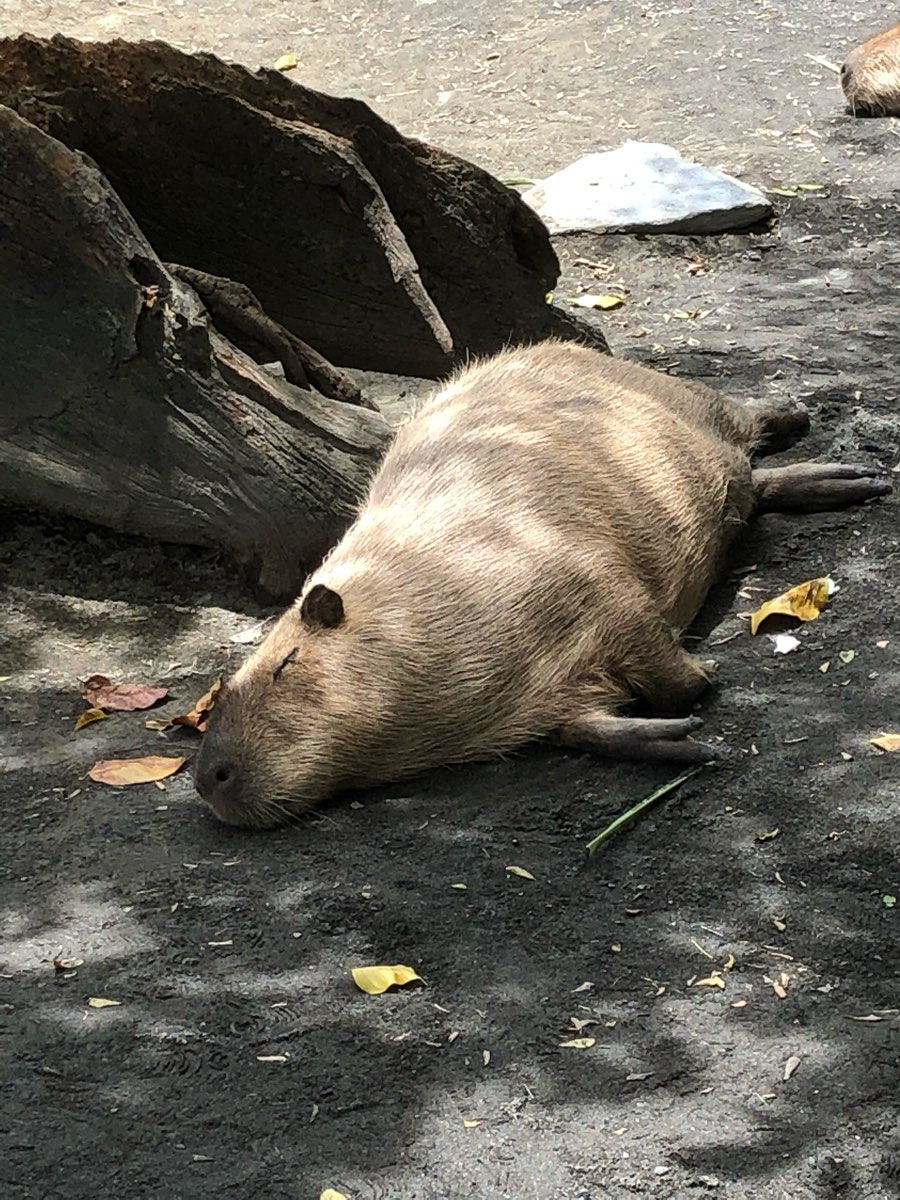 頑皮世界野生動物園 | 去趣 chicTrip
