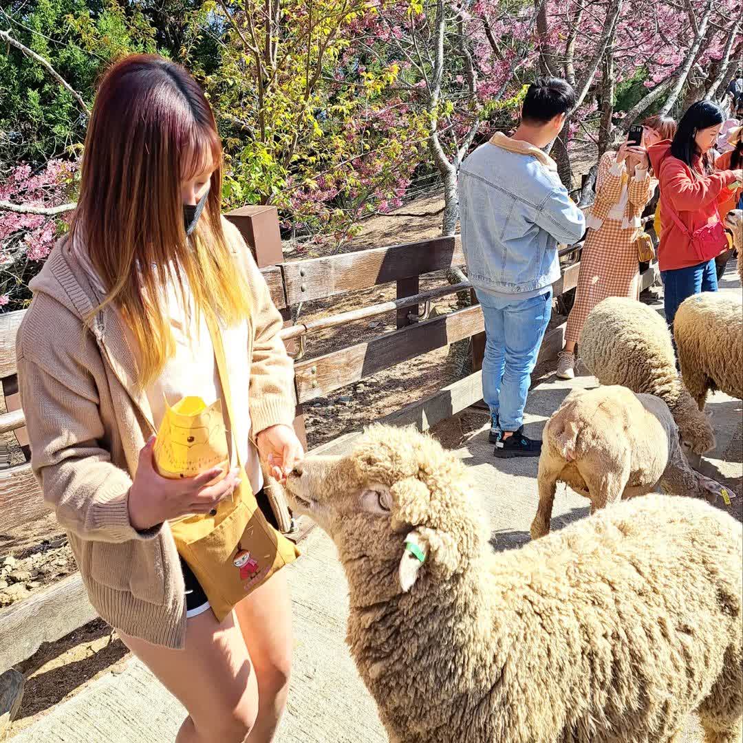 清境農場青青草原 | 去趣 chicTrip