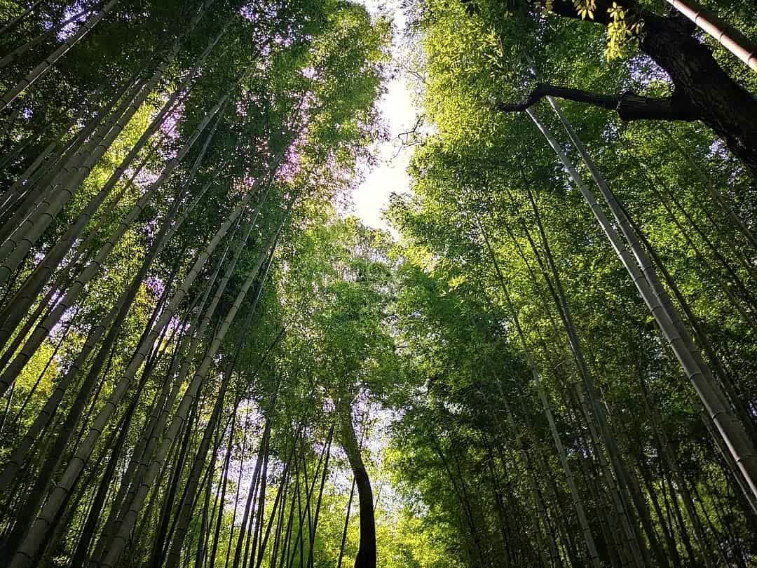 嵐山竹林小徑 | 去趣 chicTrip