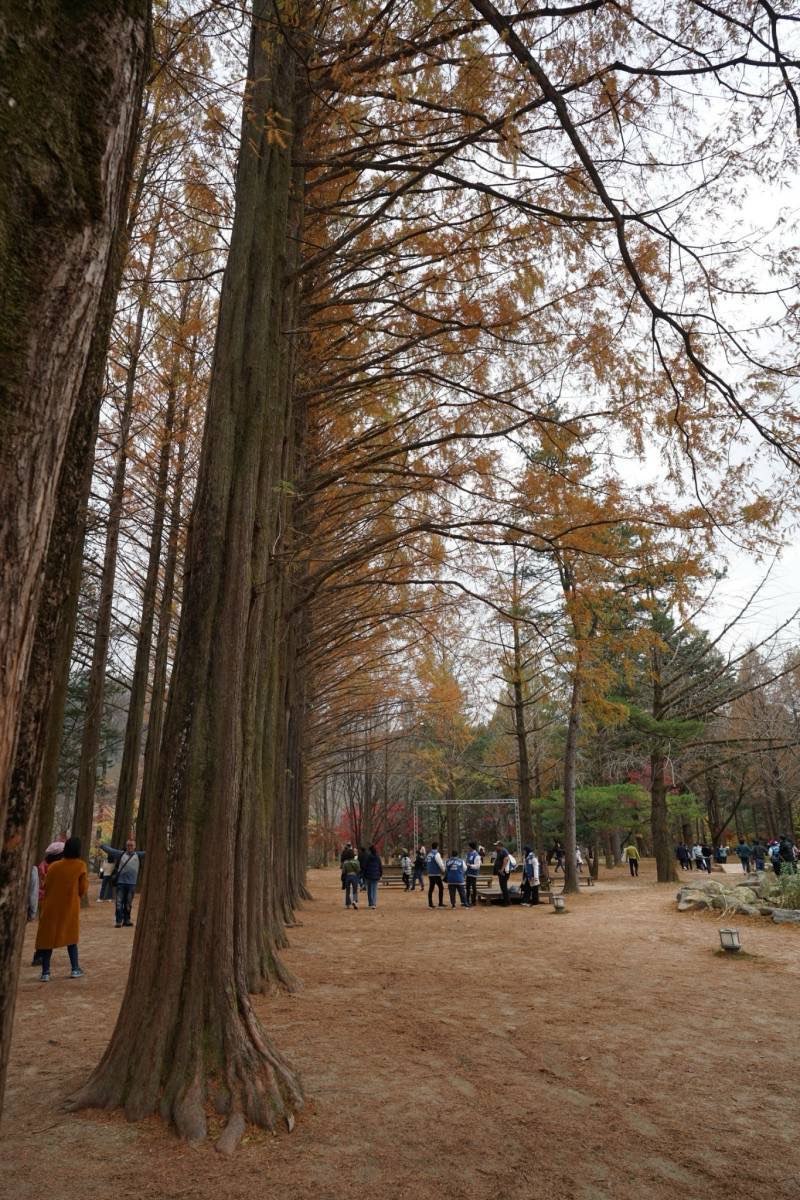 南怡島남이섬 | 去趣 chicTrip