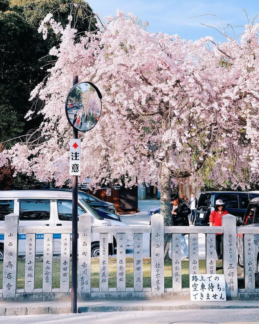 奈良公園 | 去趣 chicTrip