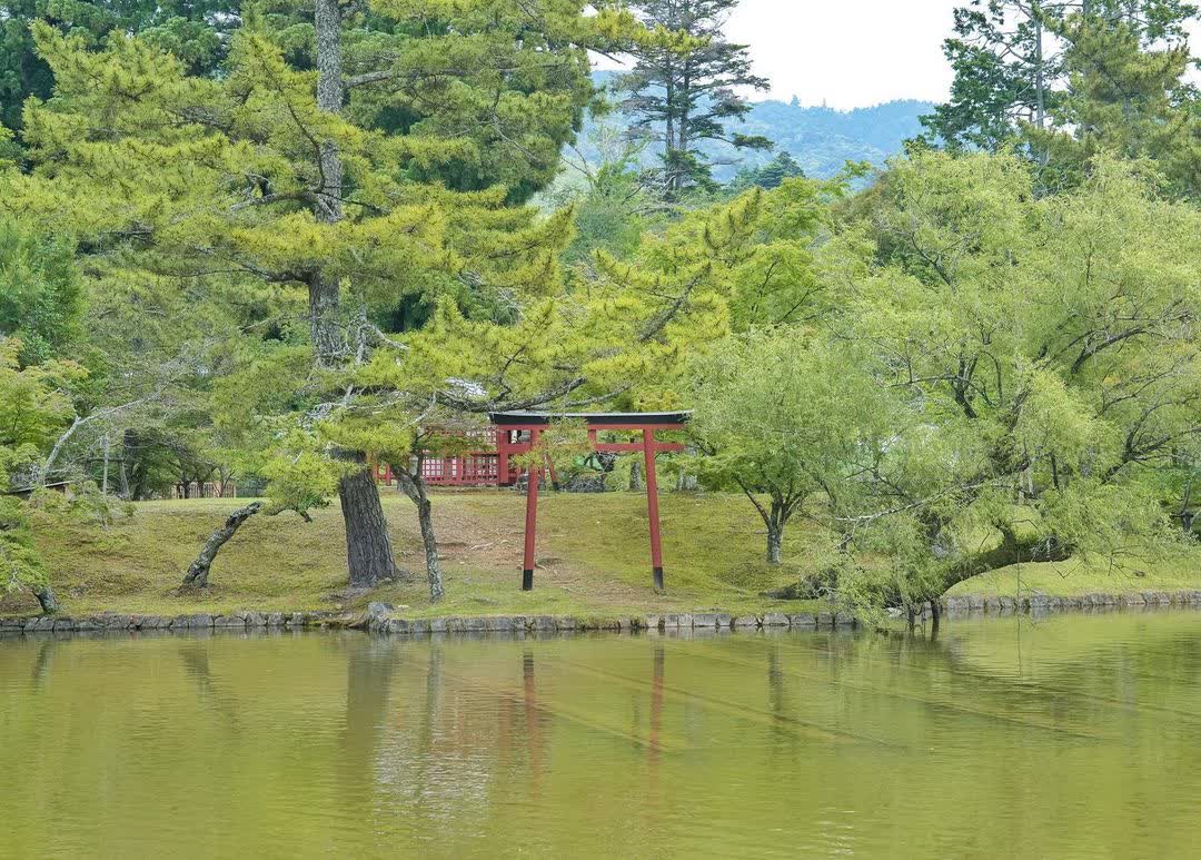 奈良公園 | 去趣 chicTrip