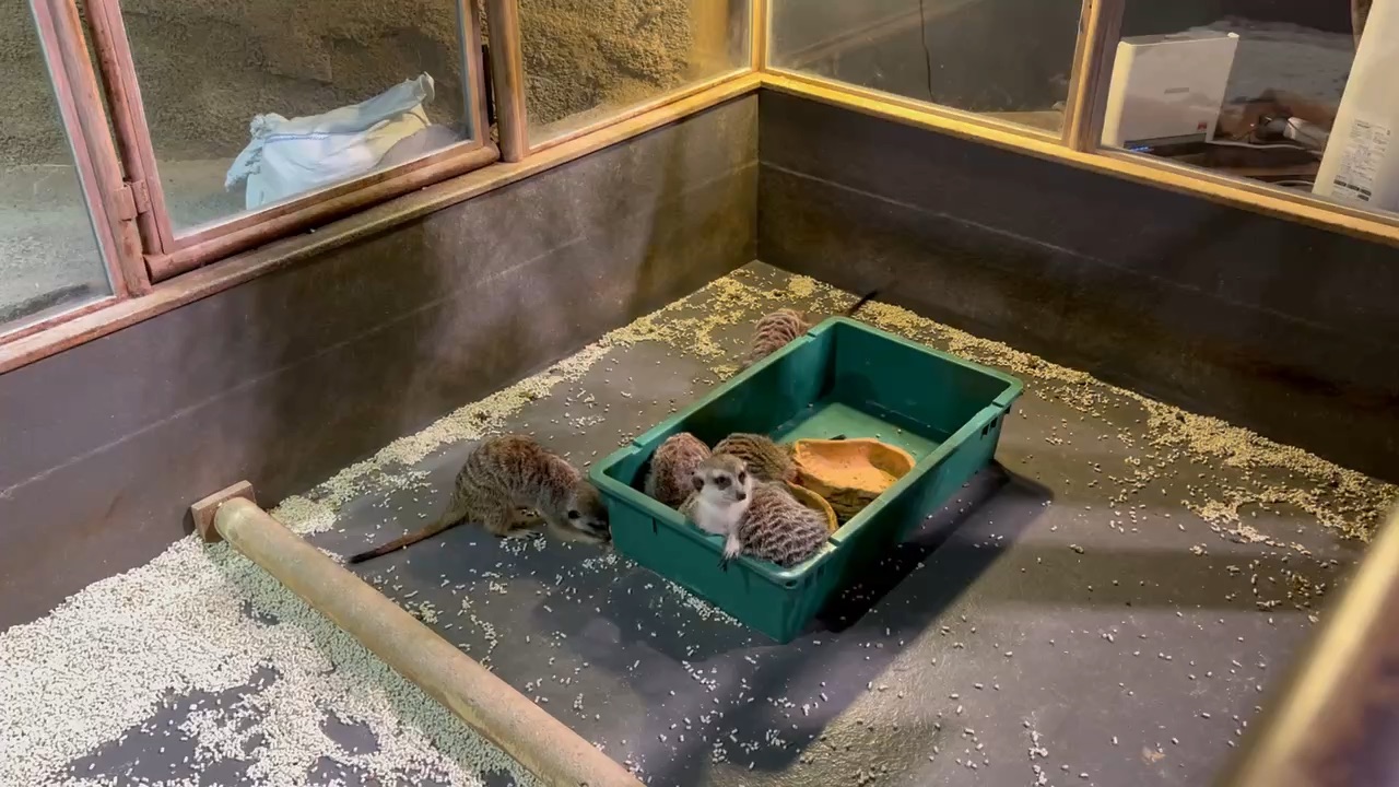 DMM Kariyushi水族館 | 去趣 chicTrip