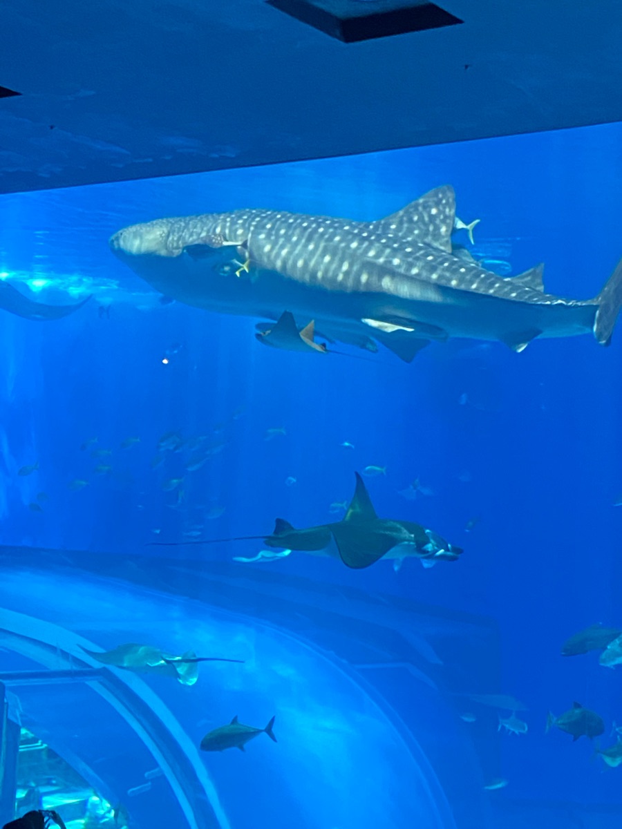 沖繩美麗海水族館 | 去趣 chicTrip