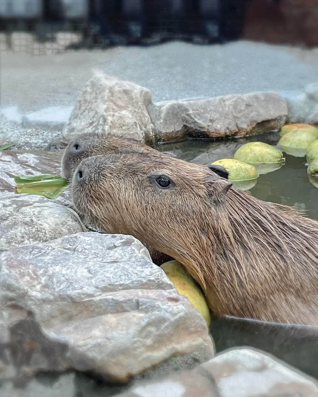 張美阿嬤農場（月森甯手作工坊） | 去趣 chicTrip