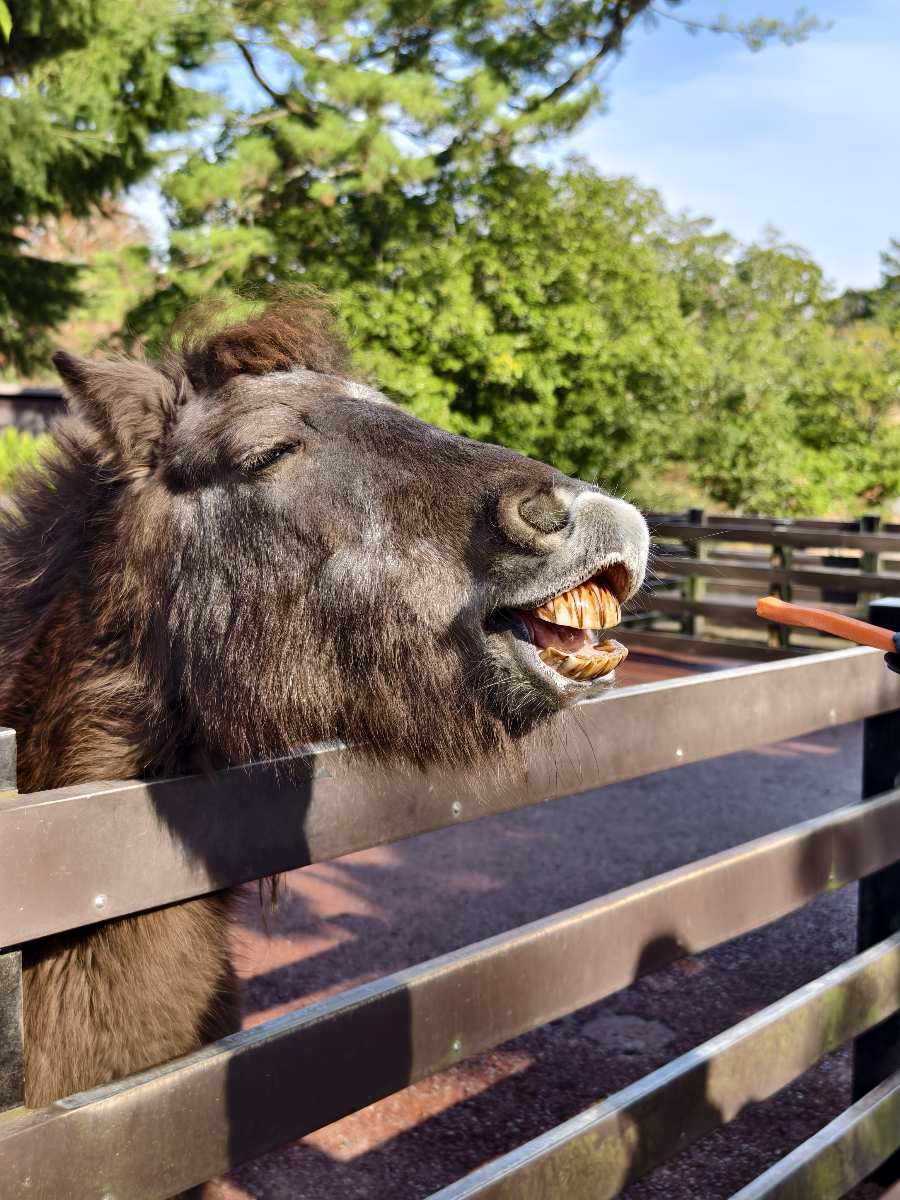 九州自然動物園 | 去趣 chicTrip