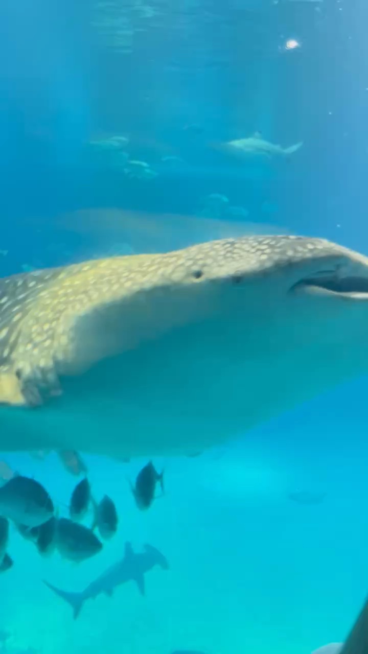 海遊館 | 去趣 chicTrip