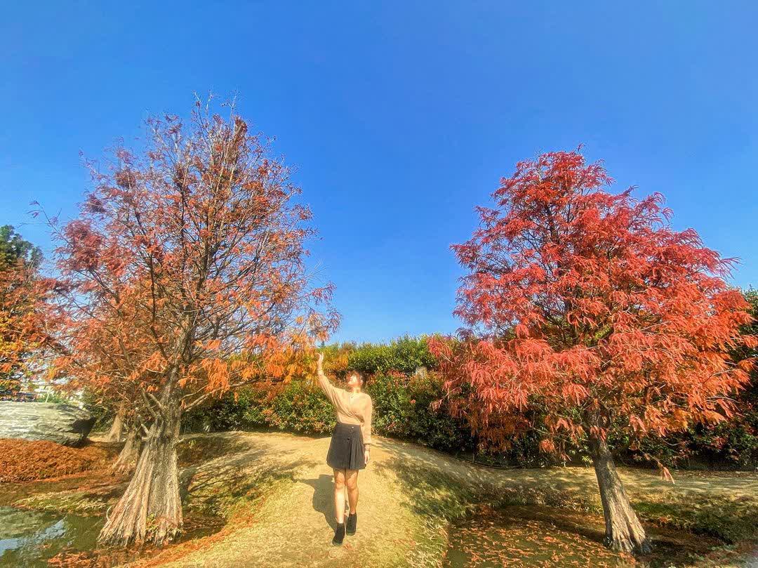 青埔落羽松秘境 | 去趣 chicTrip