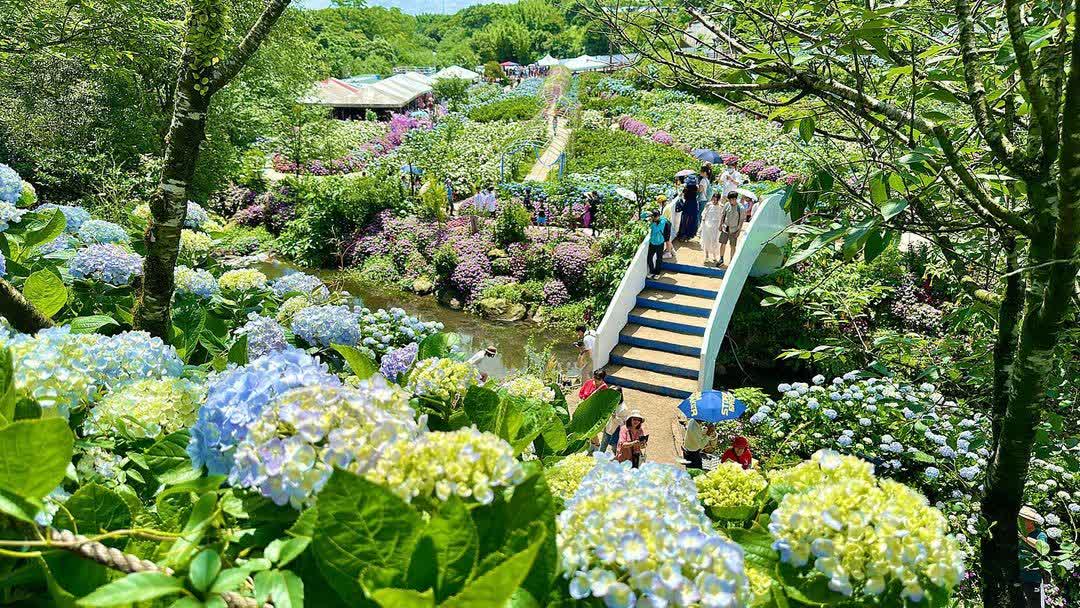 高家繡球花田-萬里第三園區2025年預計4月底開始至7月底 | 去趣 chicTrip