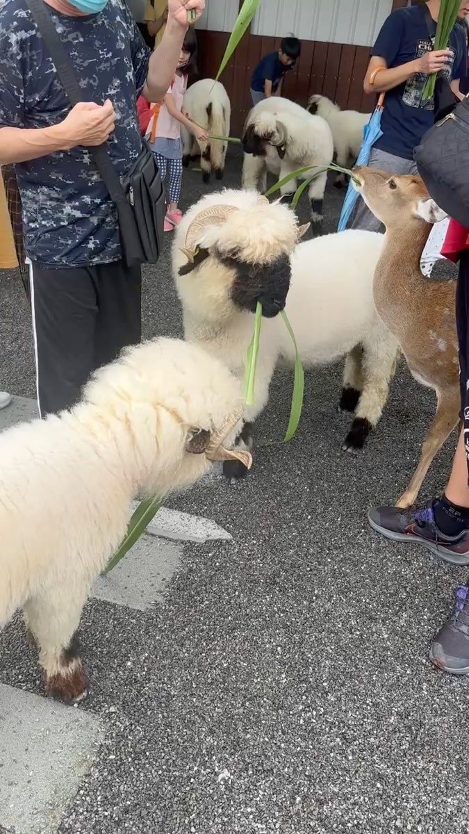 張美阿嬤農場（月森甯手作工坊） | 去趣 chicTrip