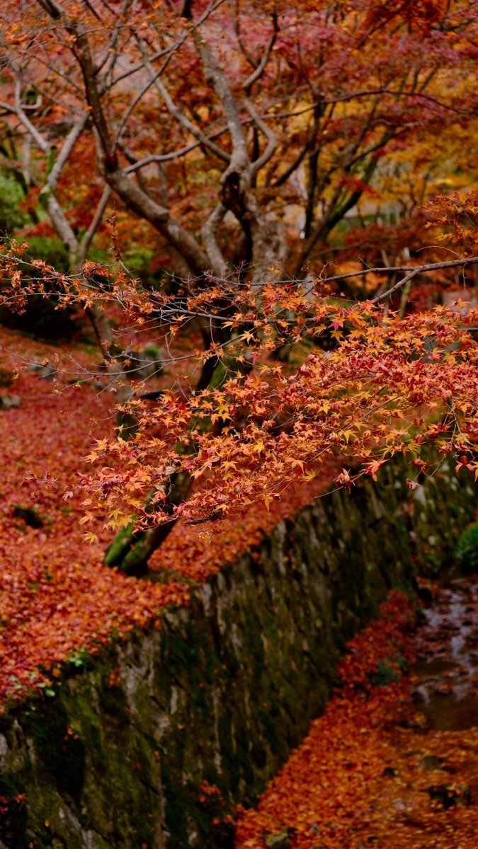 東福寺 | 去趣 chicTrip