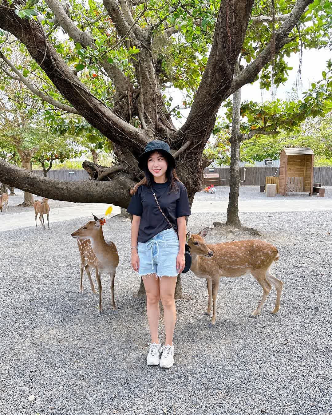 鹿境梅花鹿生態園區丨門票消費最高折抵140丨梅花鹿、水豚互動餵食丨室內親子DIY區丨親子遊戲區丨甜鹹輕食霜淇淋供應丨超可愛獨家紀念品丨奶茶、咖啡好喝 | 去趣 chicTrip