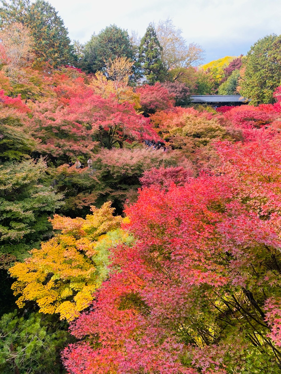 東福寺 | 去趣 chicTrip