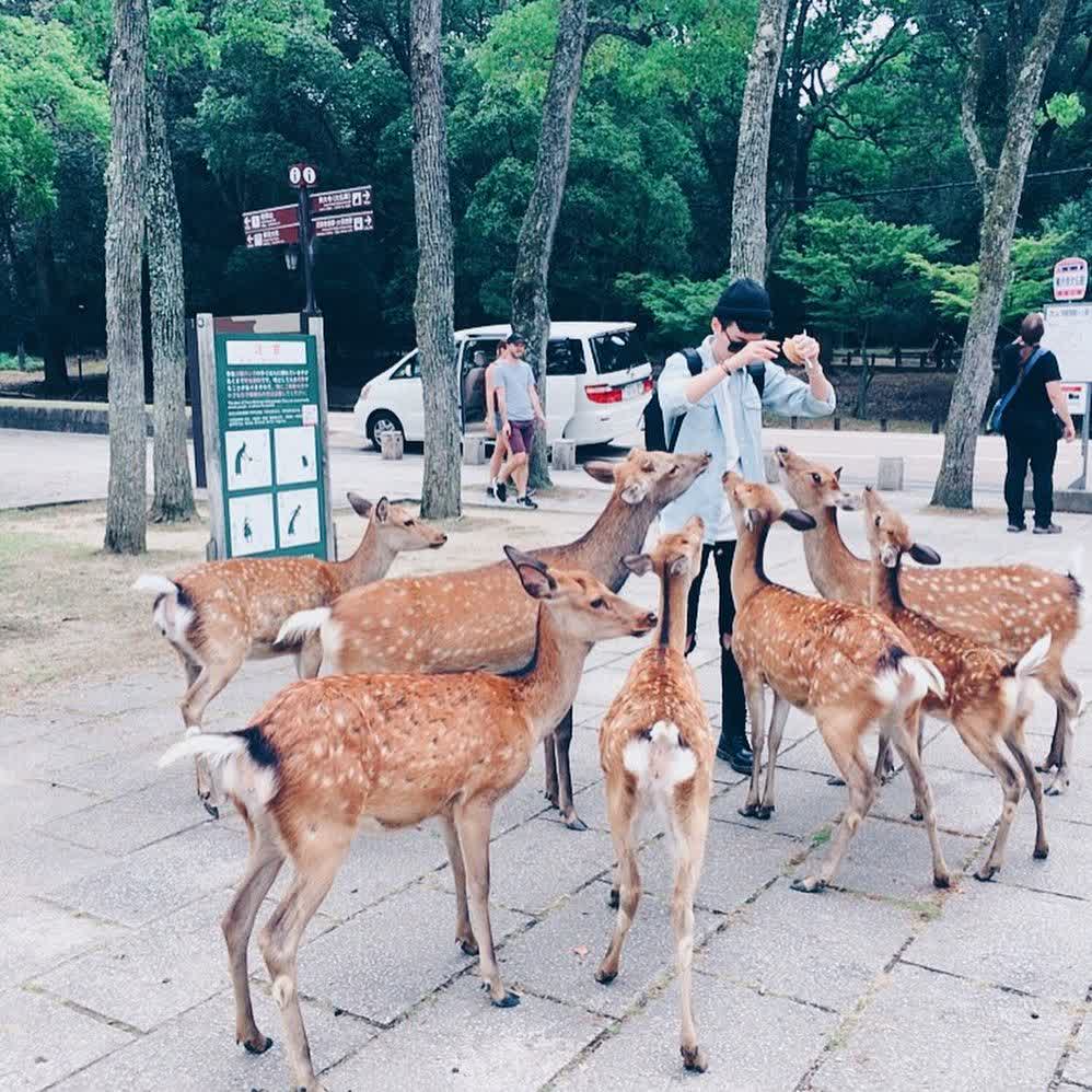 奈良公園 | 去趣 chicTrip