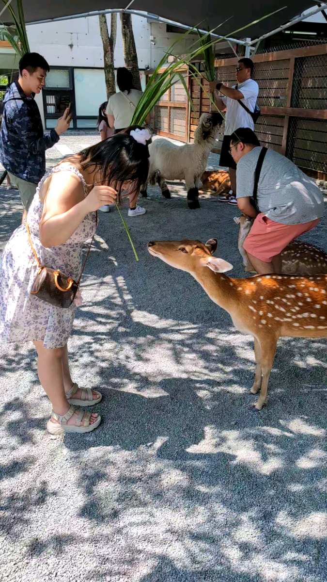 張美阿嬤農場（月森甯手作工坊） | 去趣 chicTrip