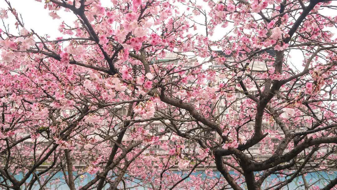 樂活公園 | 去趣 chicTrip