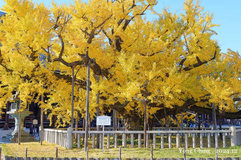 東本願寺 | 去趣 chicTrip