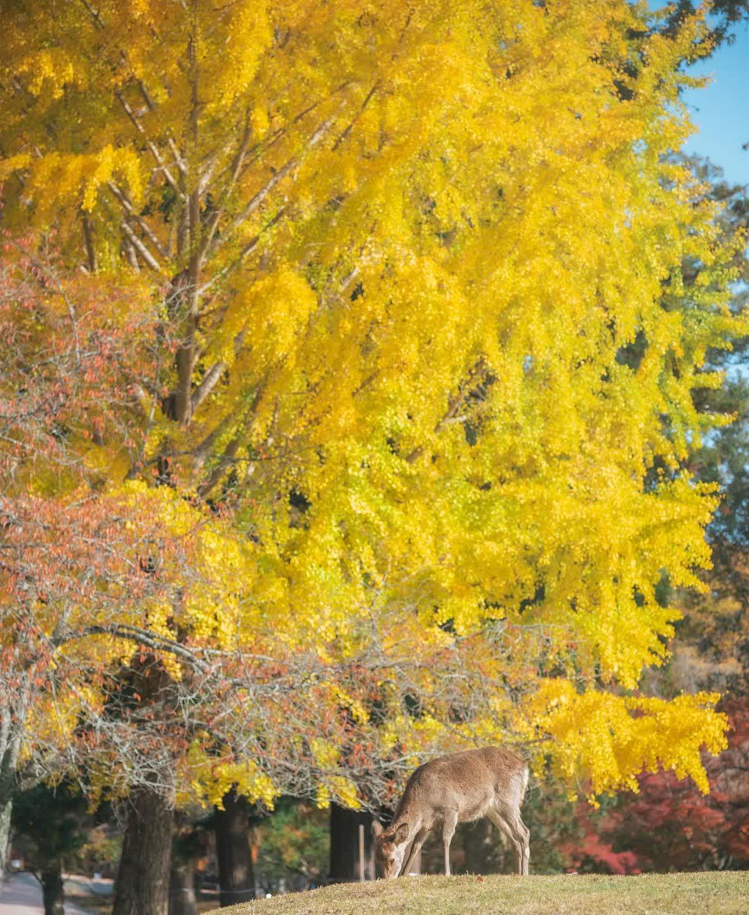 奈良公園 | 去趣 chicTrip