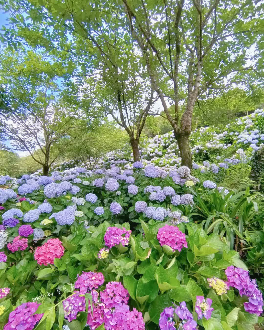 高家繡球花田-萬里第三園區2025年預計4月底開始至7月底 | 去趣 chicTrip