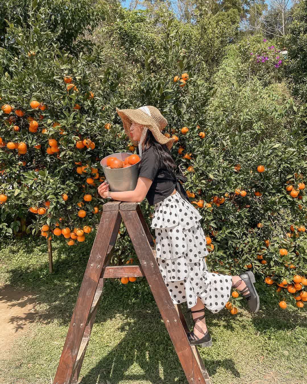 橙香森林 | 去趣 chicTrip