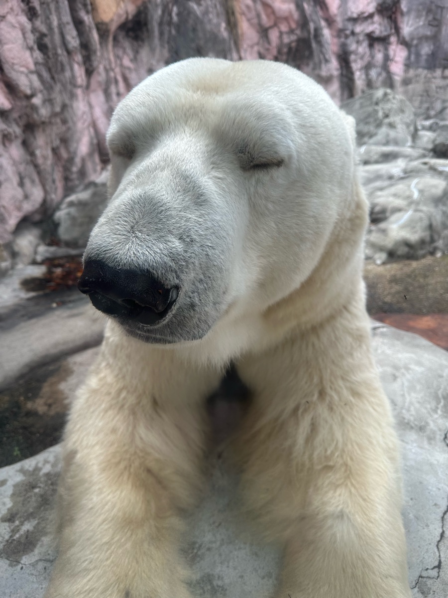 八木山動物公園 | 去趣 chicTrip