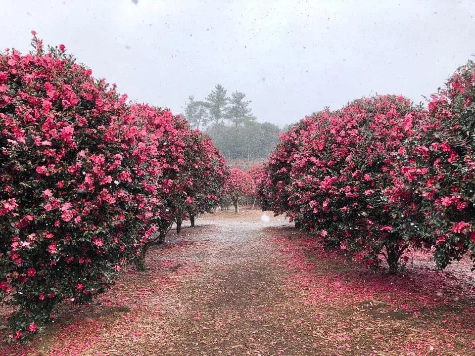 山茶花之丘 | 去趣 chicTrip