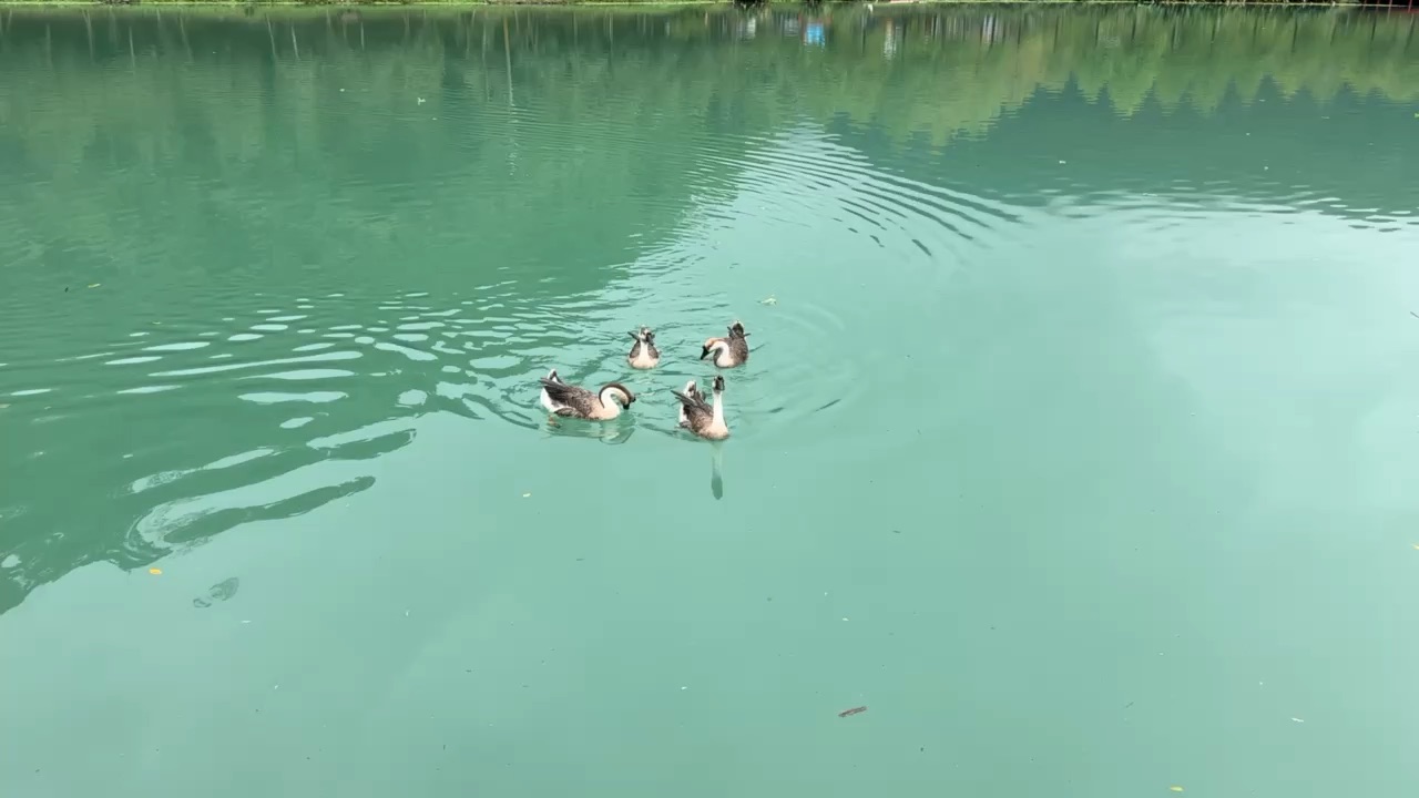 望龍埤 | 去趣 chicTrip