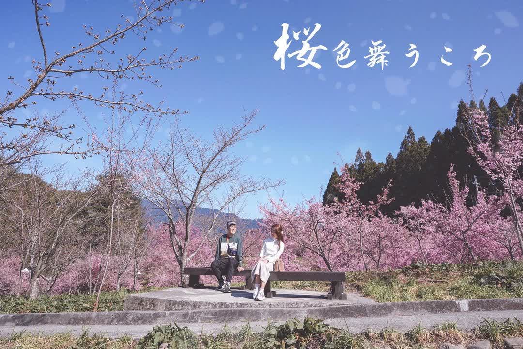福壽山農場|千櫻園 | 去趣 chicTrip