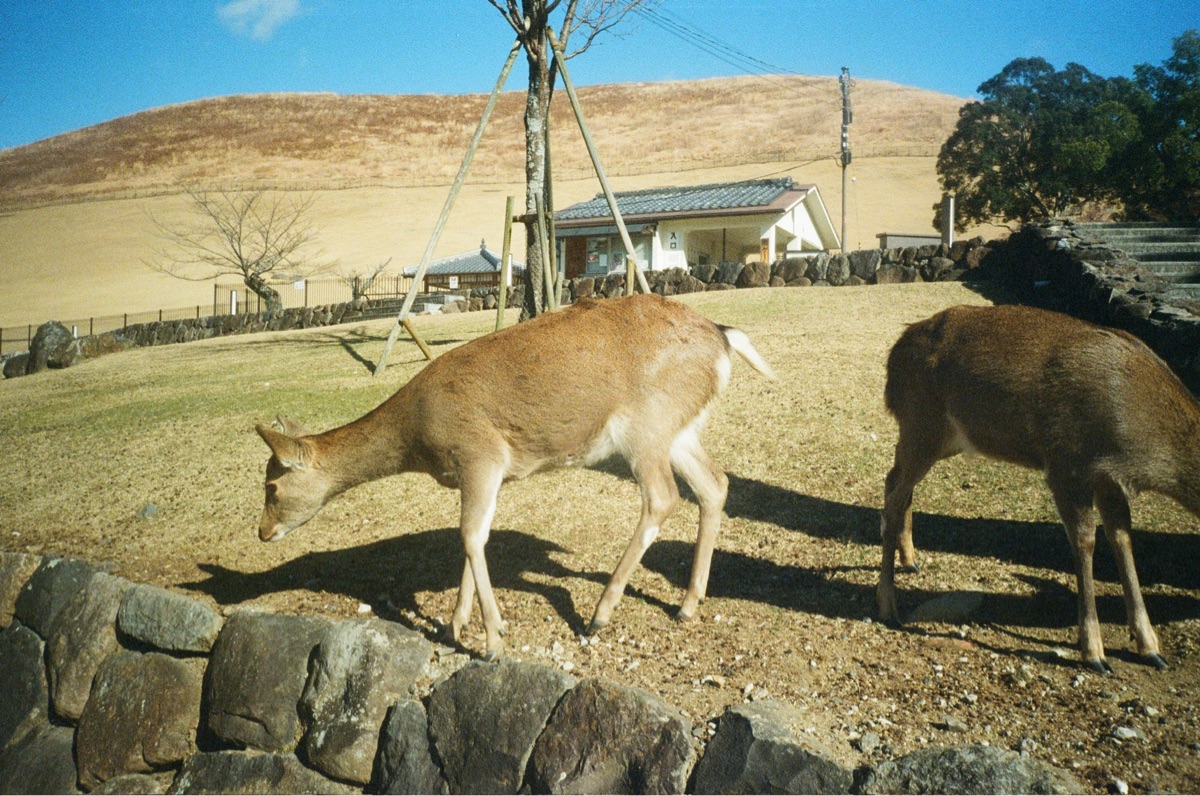 奈良公園 | 去趣 chicTrip