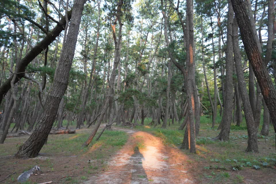 虹之松原 | 去趣 chicTrip