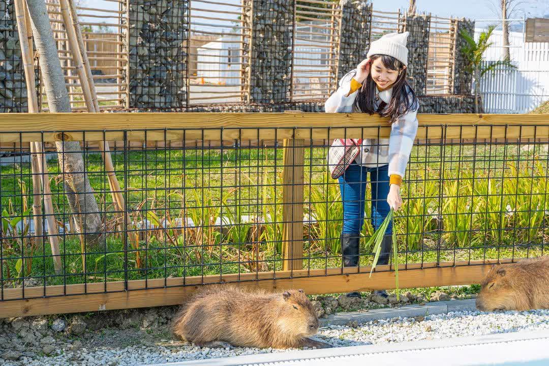 墾丁鹿ㄦ島水豚生態園區 | 去趣 chicTrip