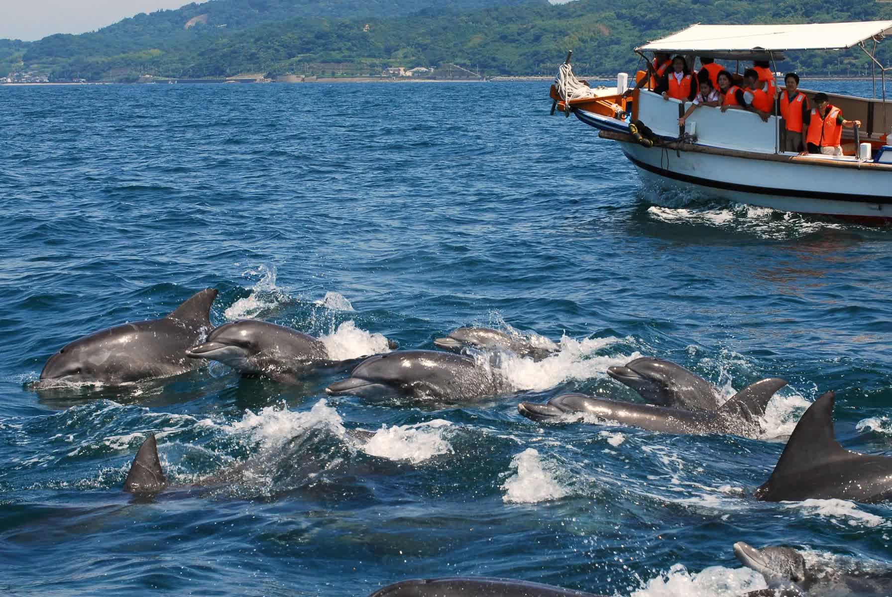 Amakusa City Dolphin Center Roadside Station | 去趣 chicTrip