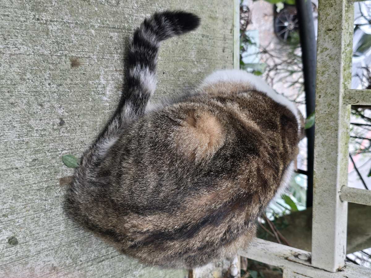 清境高空觀景步道 | 去趣 chicTrip