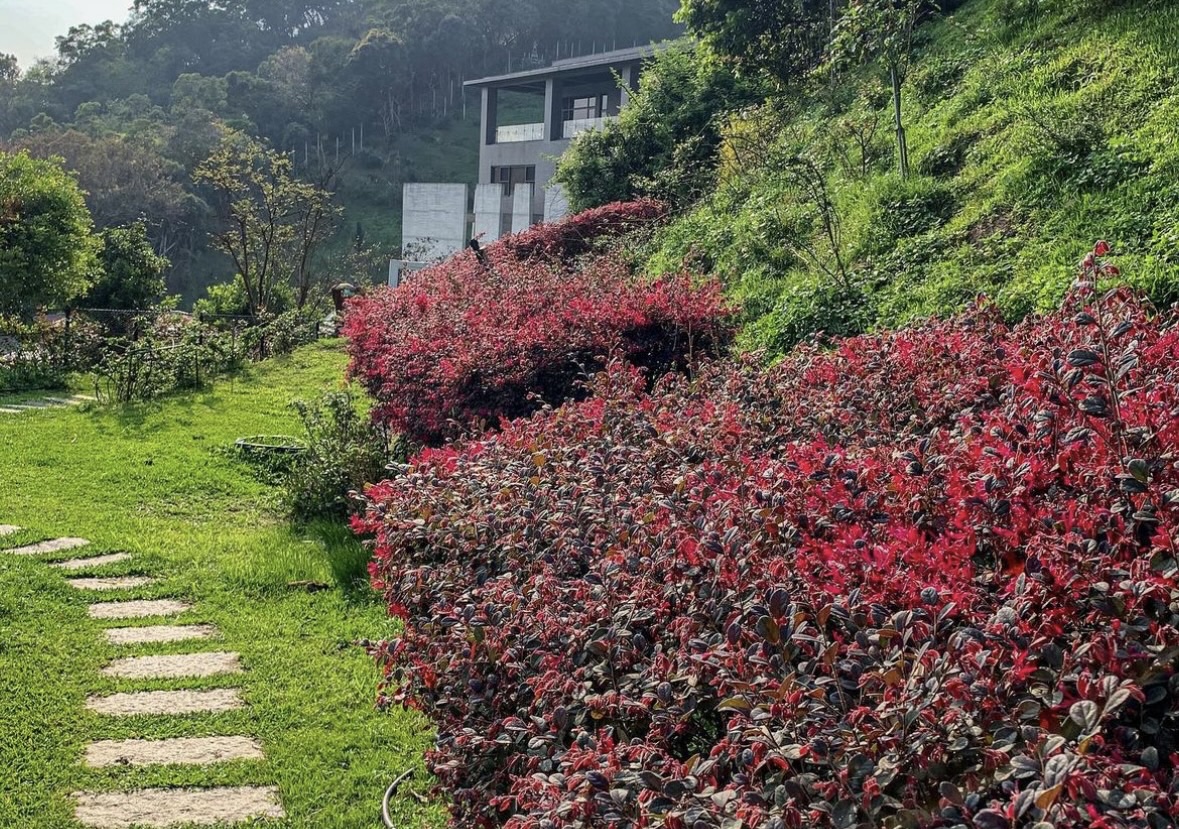 雅聞七里香玫瑰森林 | 去趣 chicTrip