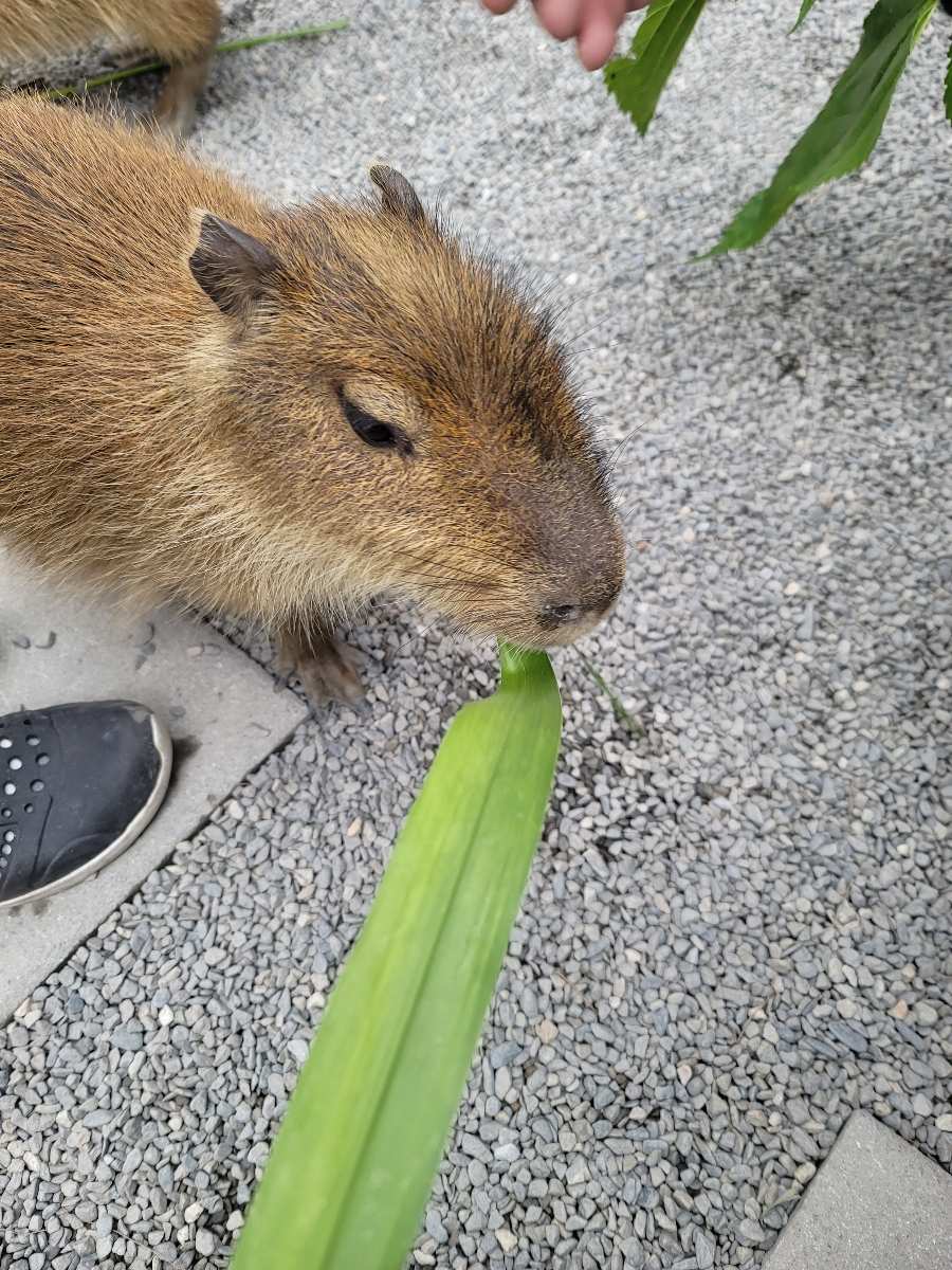張美阿嬤農場（月森甯手作工坊） | 去趣 chicTrip