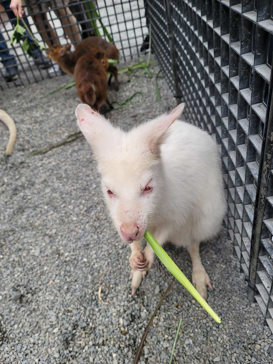 張美阿嬤農場（月森甯手作工坊） | 去趣 chicTrip