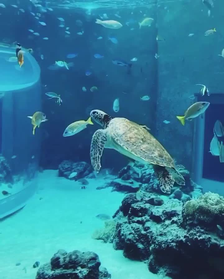 海洋博公園 | 去趣 chicTrip