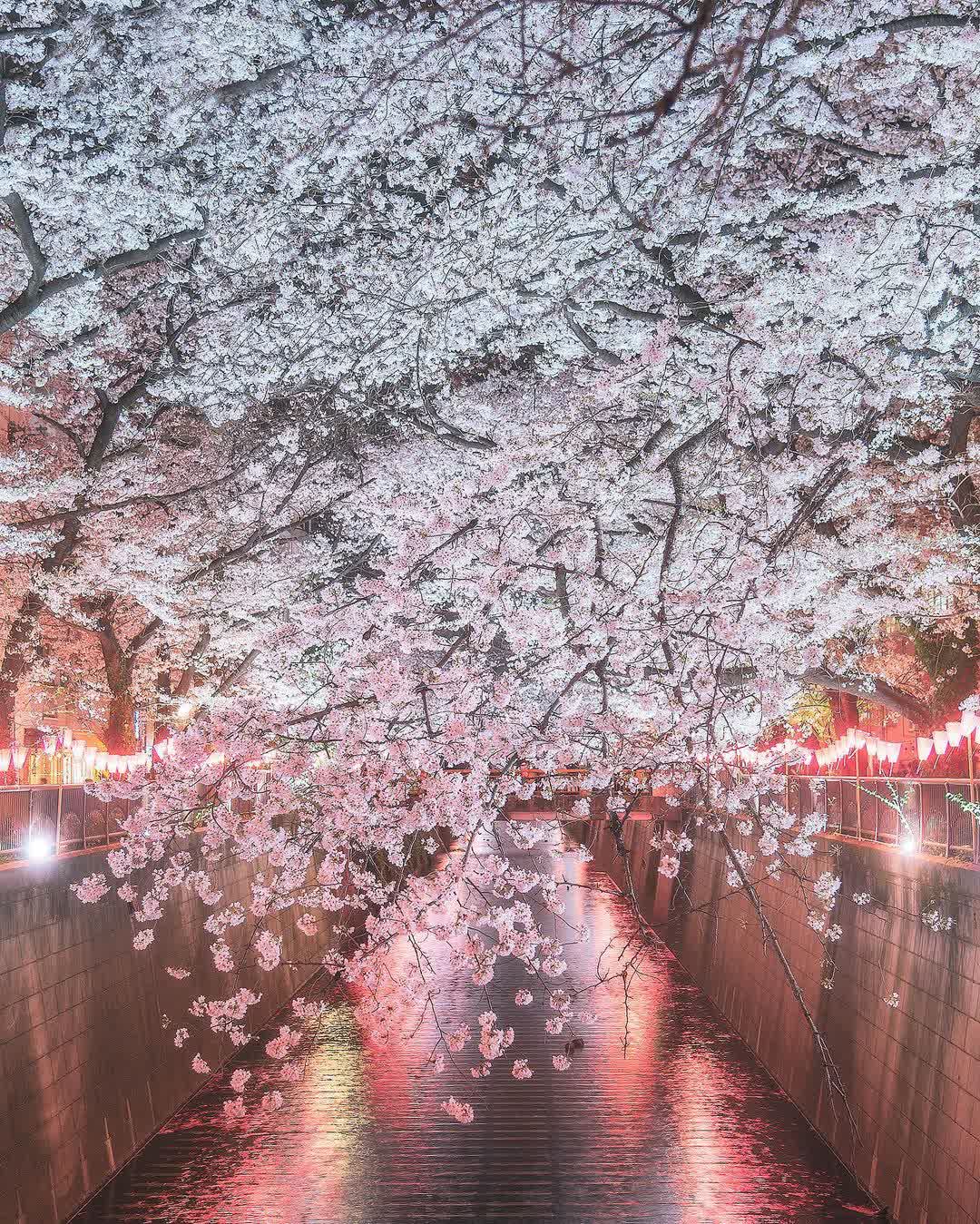 目黑川櫻花樹 | 去趣 chicTrip