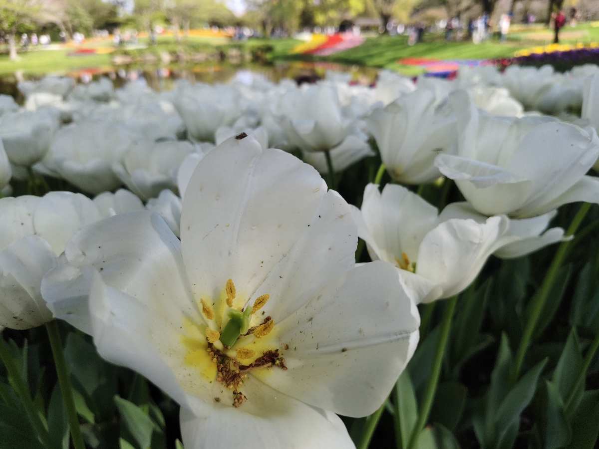 昭和紀念公園 | 去趣 chicTrip